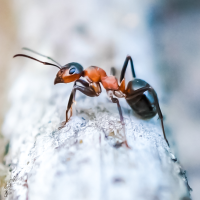 close up of ant on log